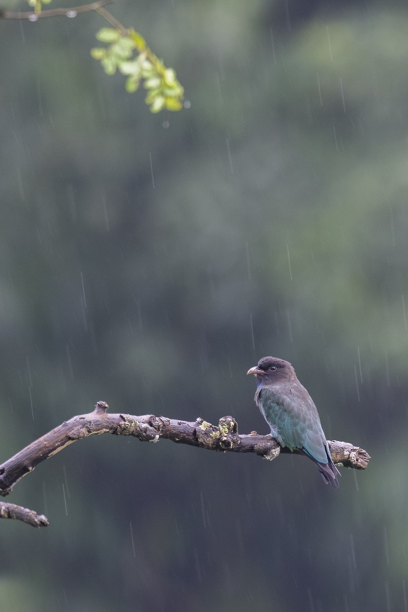 Dollarbird - ML638390894
