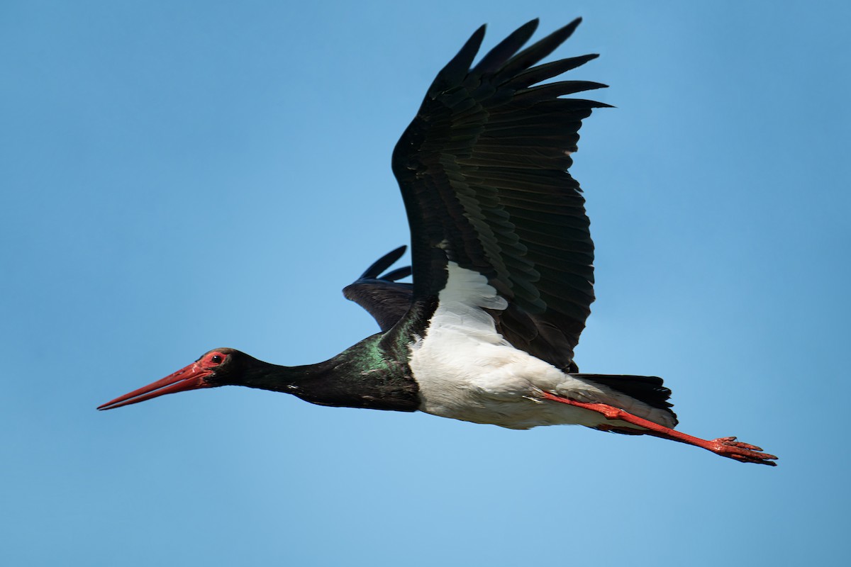 Cigogne noire - ML638390971
