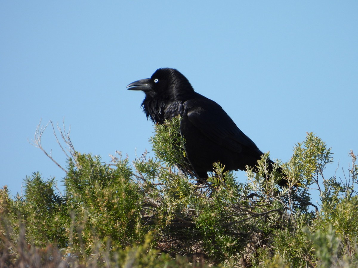 Corbeau d'Australie - ML638390972