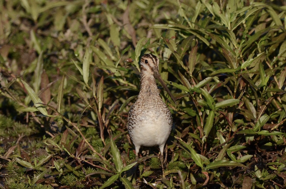 Bécassine de Wilson - ML638390978
