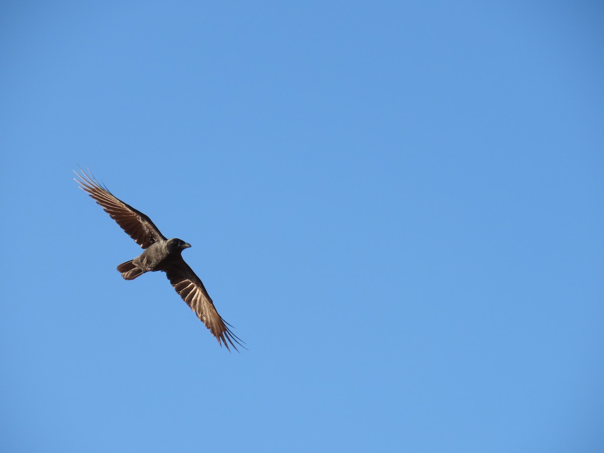 Little Crow - ML638391050