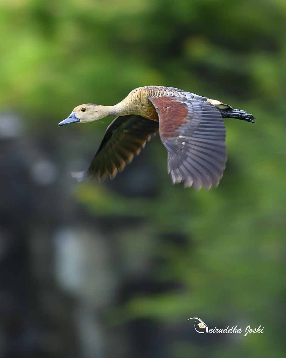 Lesser Whistling-Duck - ML638391088