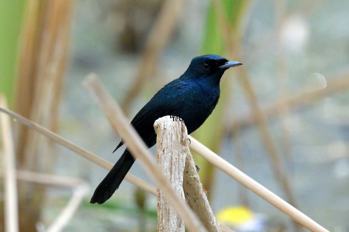 Shining Flycatcher - ML638391138
