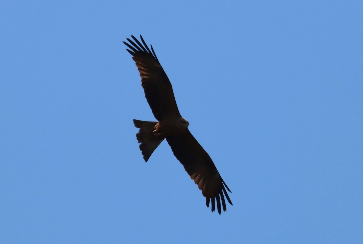 Black Kite - ML638391139