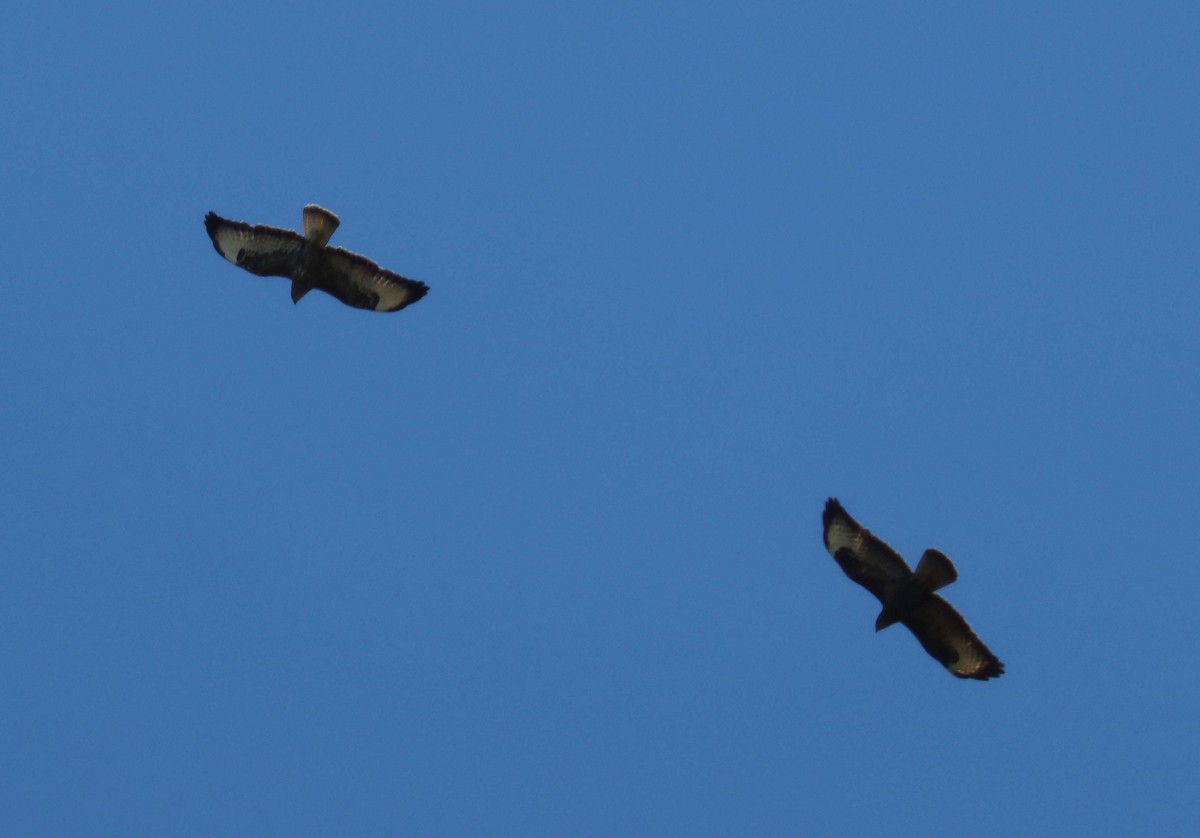 Common Buzzard - ML638391142