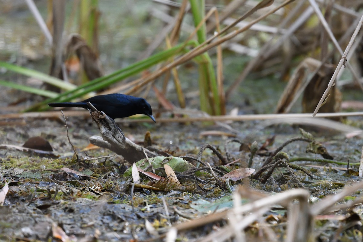 Shining Flycatcher - ML638391158