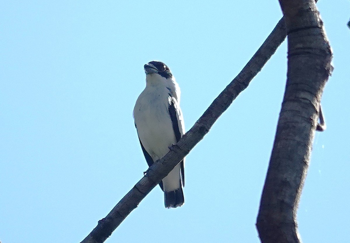 Black-crowned Tityra - ML638391189