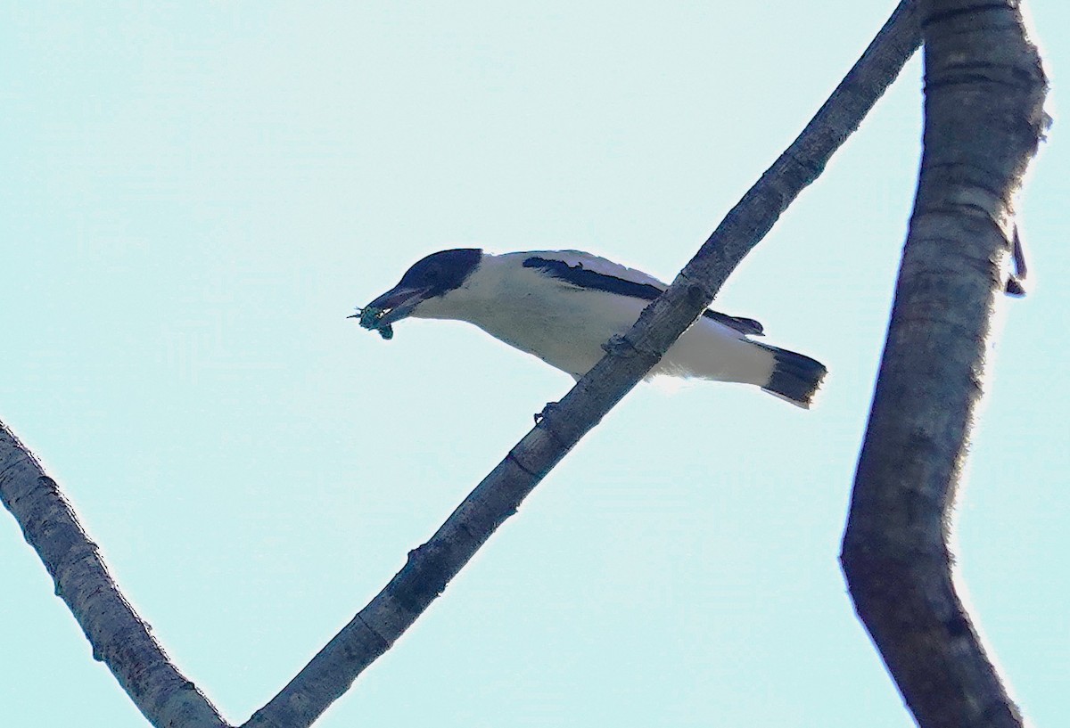 Black-crowned Tityra - ML638391190