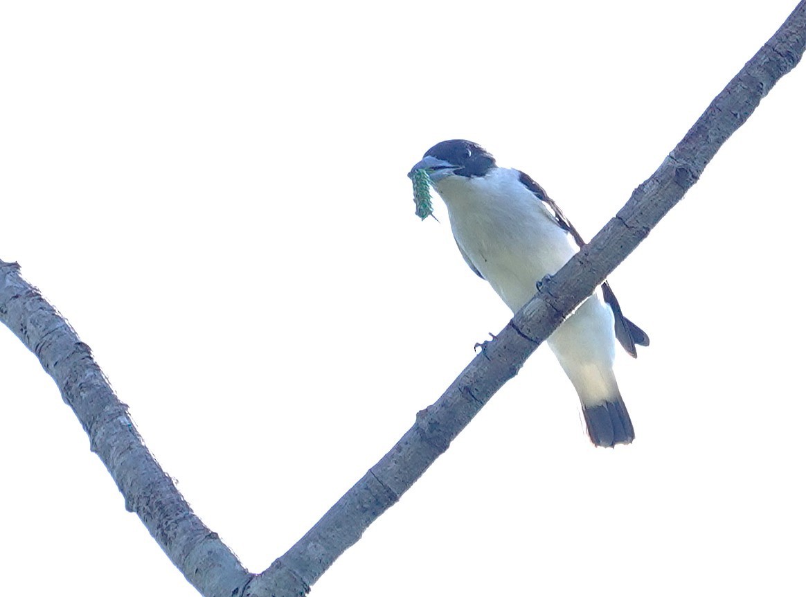 Black-crowned Tityra - ML638391191