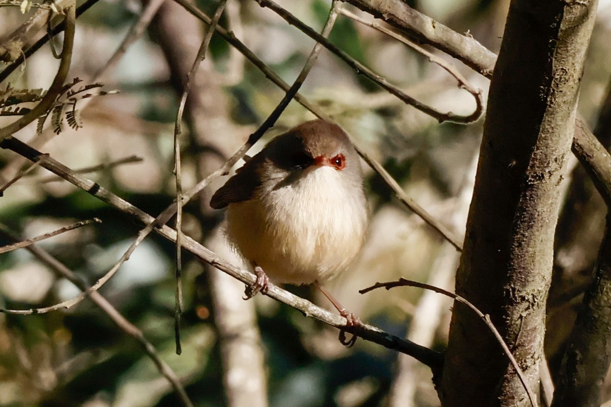 Purple-backed Fairywren - ML638391194