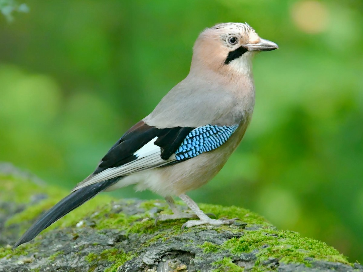 Eurasian Jay - ML638391201