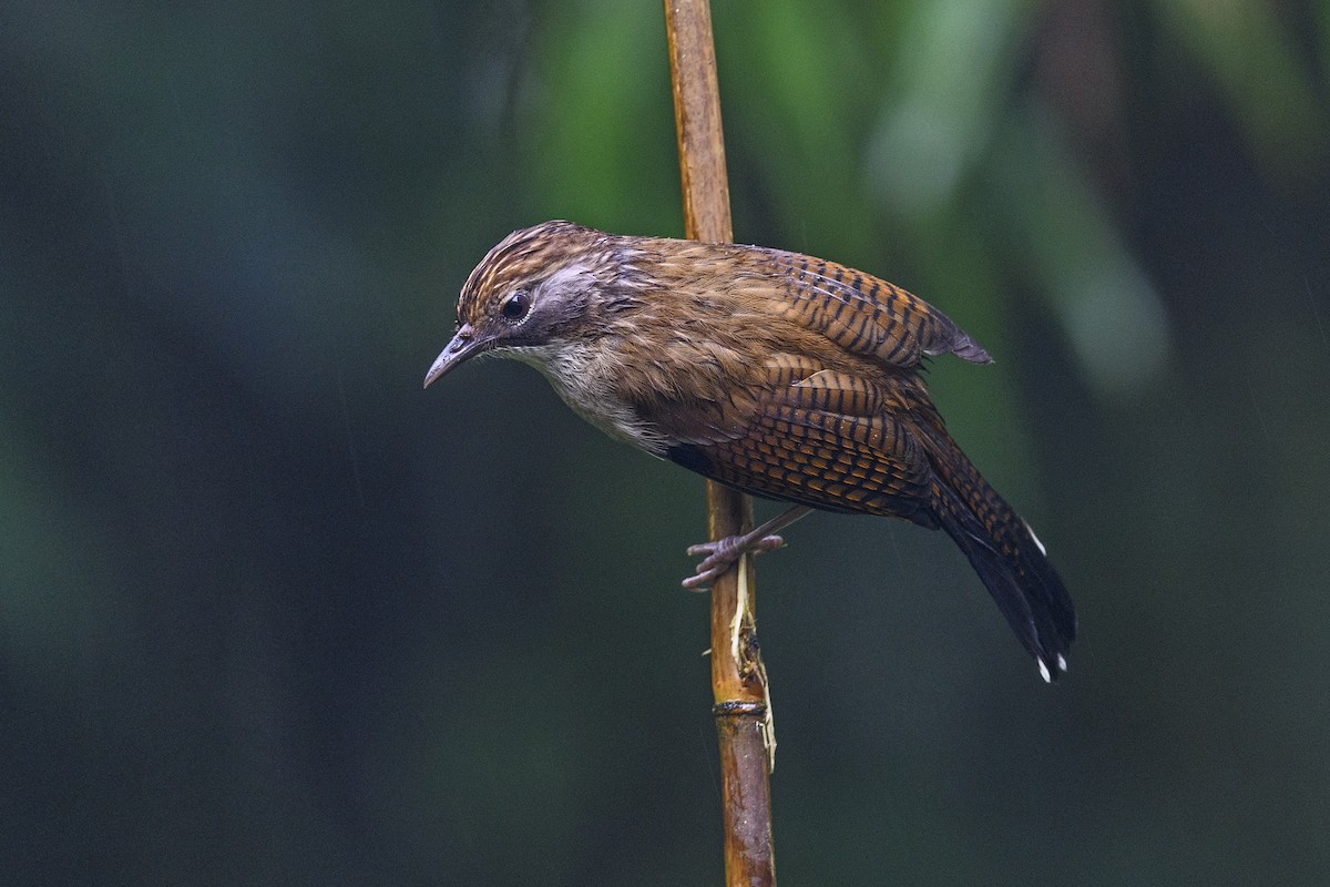 Hoary-throated Barwing - ML638391222