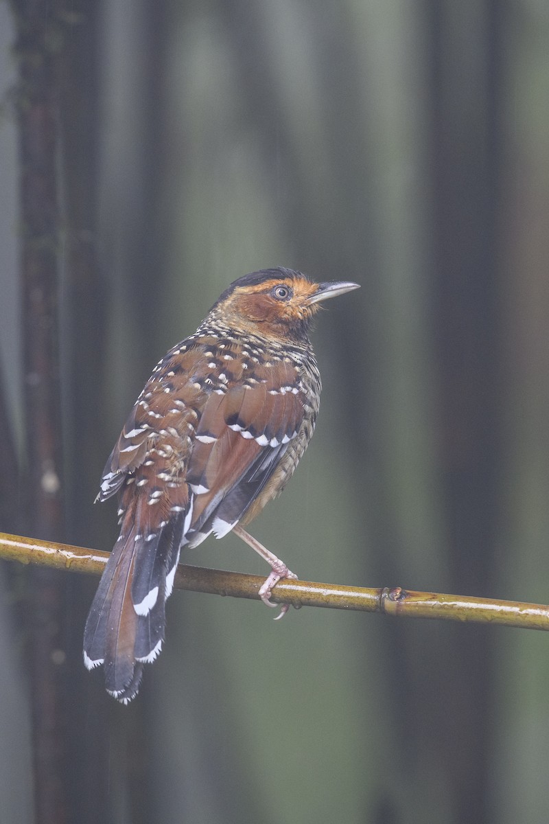 Spotted Laughingthrush - ML638391237