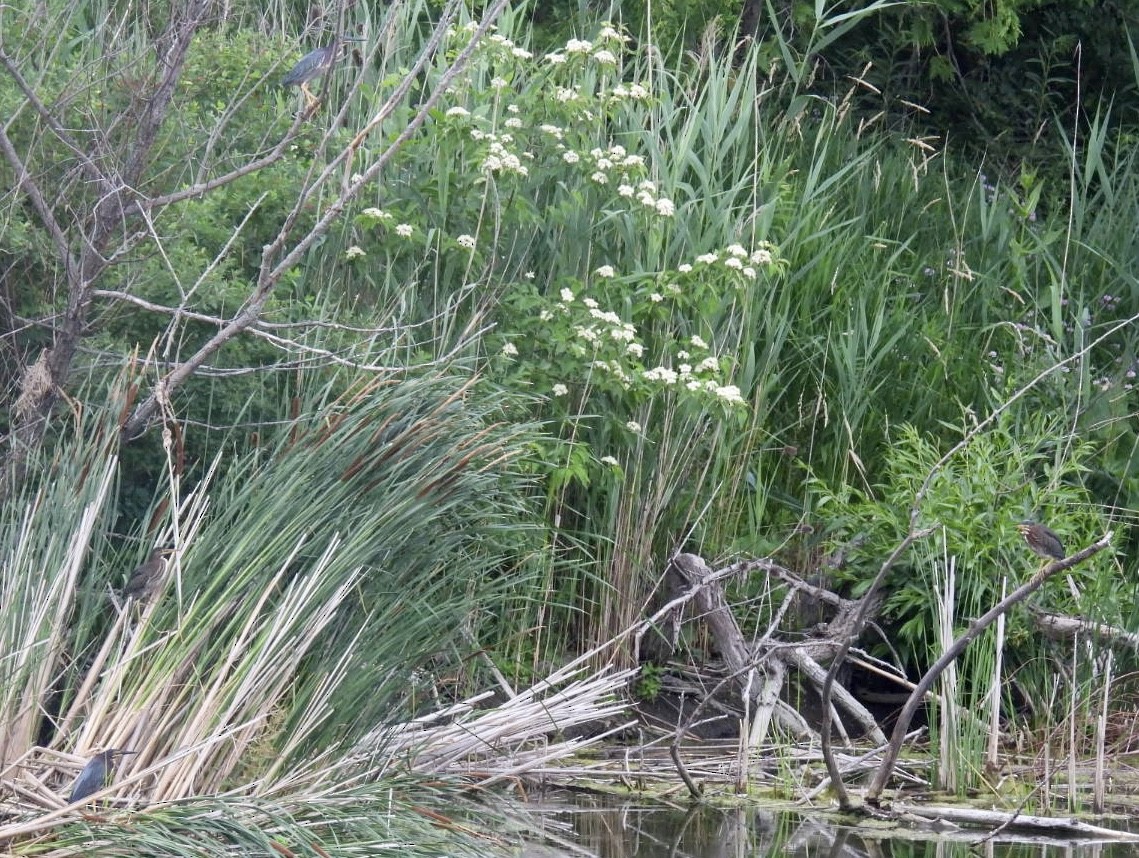 Green Heron - ML638391238