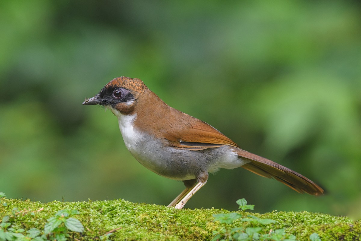 Gray-sided Laughingthrush - ML638391240