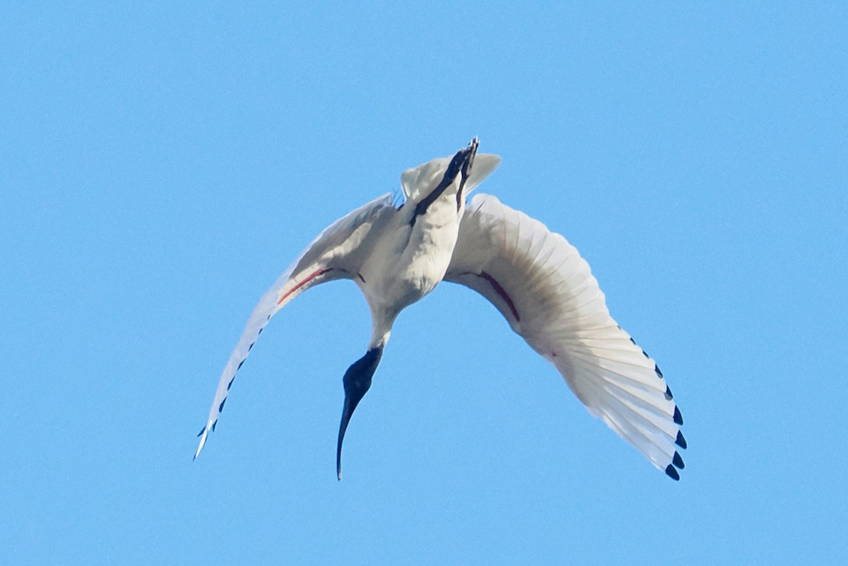 Australian Ibis - ML638391250