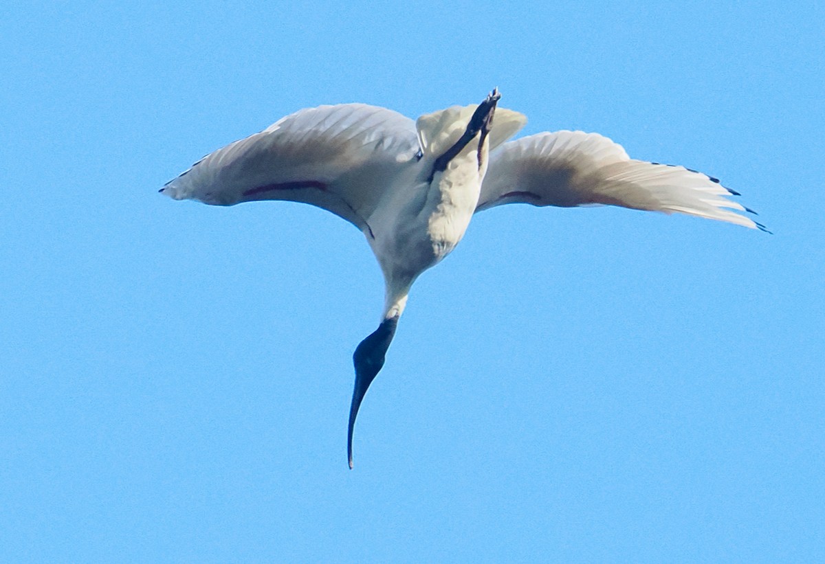 Australian Ibis - ML638391251