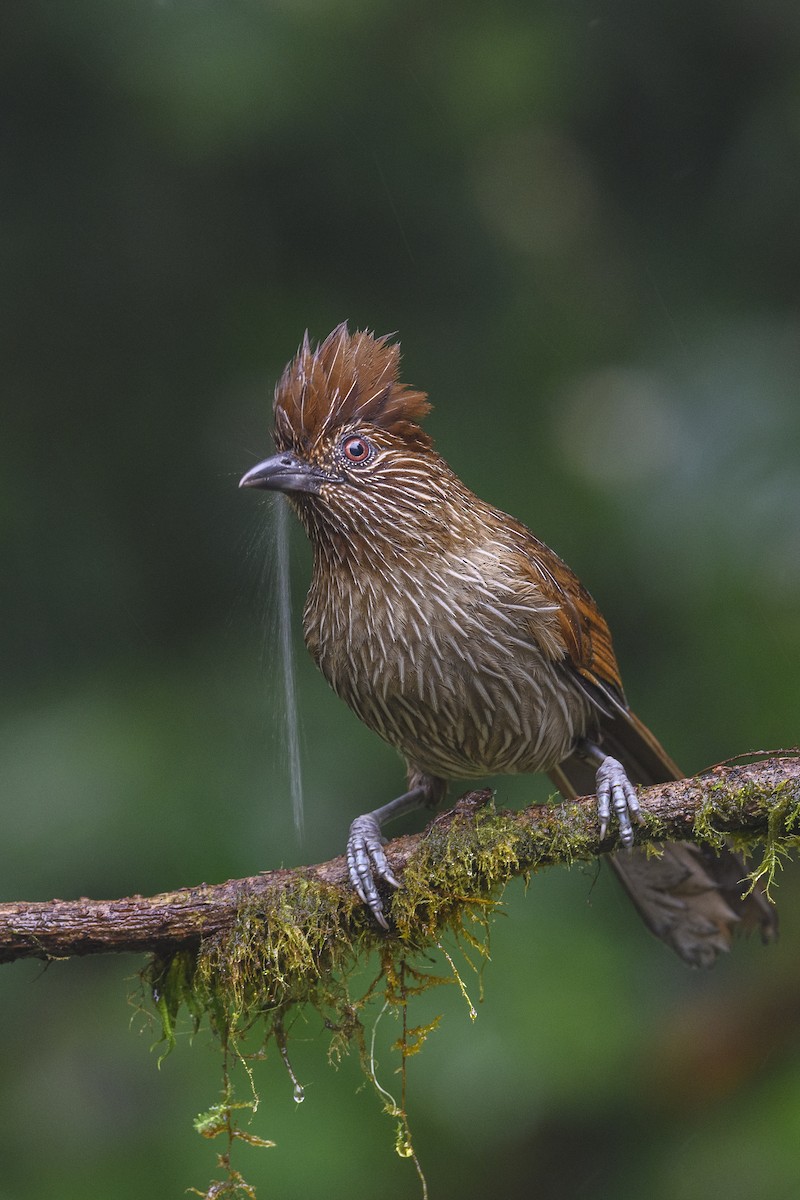 Striated Laughingthrush - ML638391255