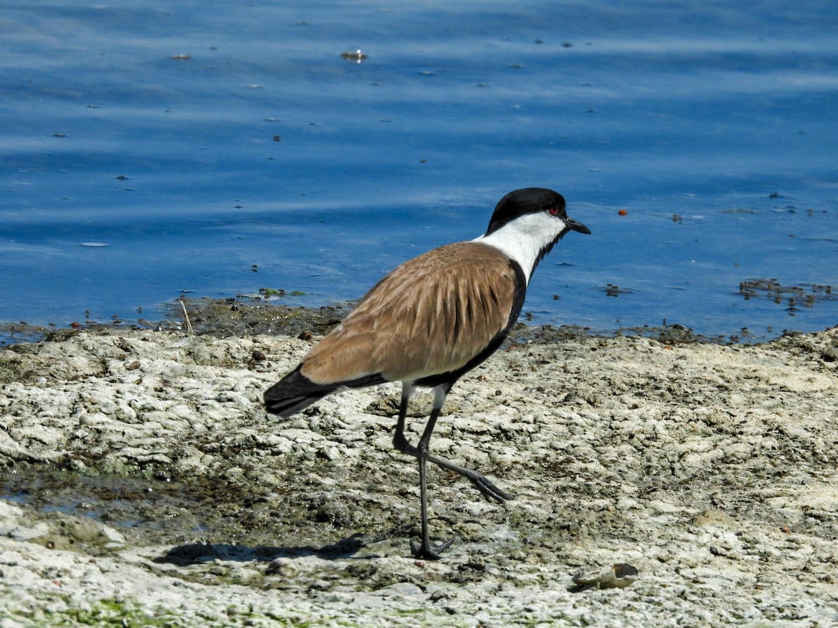 Spur-winged Lapwing - ML638391260