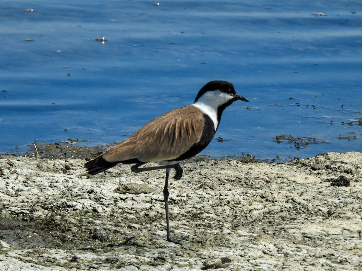 Spur-winged Lapwing - ML638391261