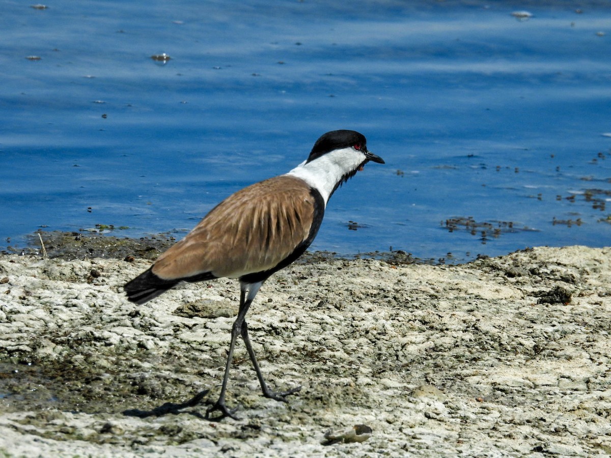 Spur-winged Lapwing - ML638391263