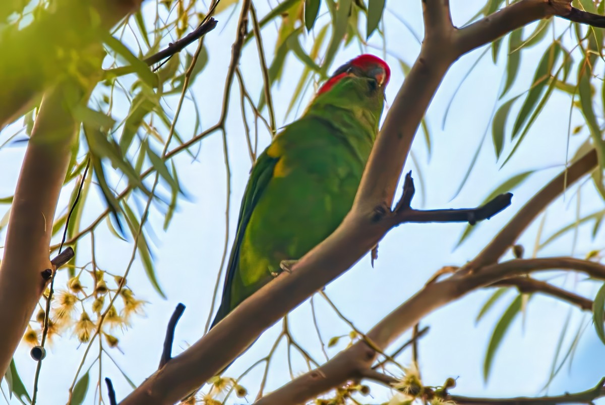 Musk Lorikeet - ML638391269