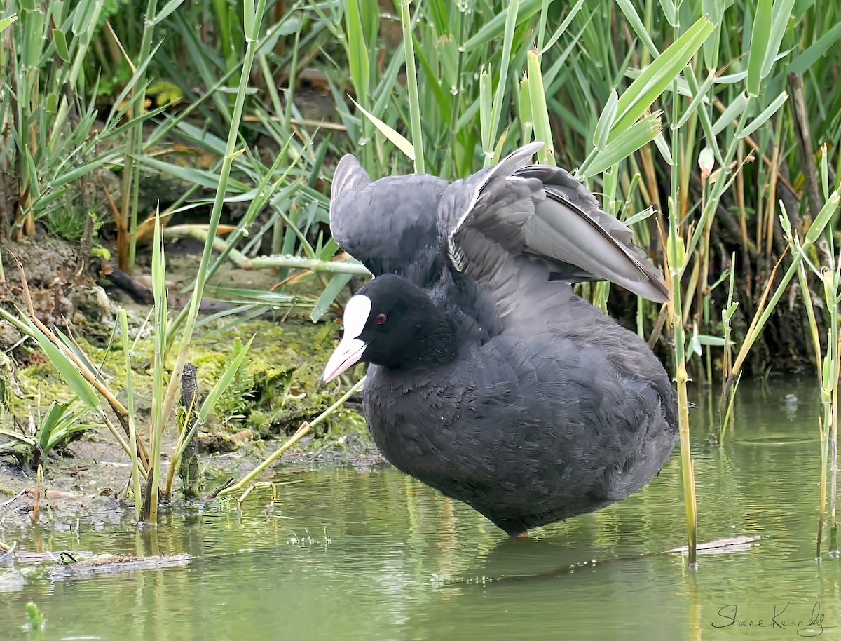 Eurasian Coot - ML638391271