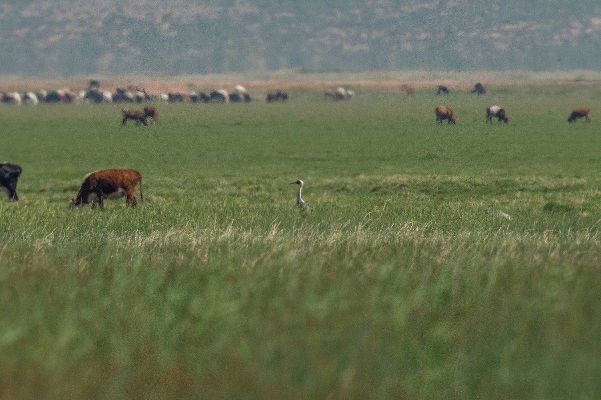 White-naped Crane - ML638391273