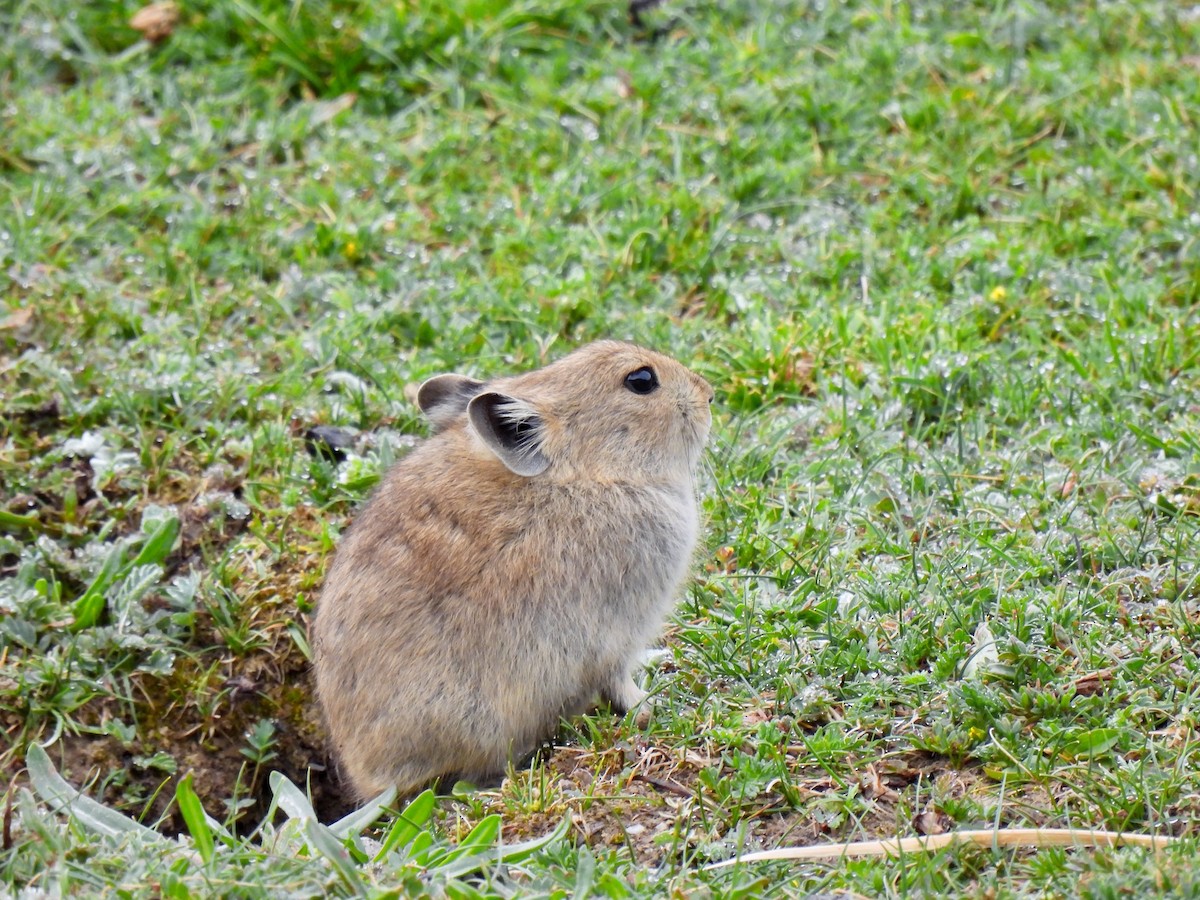 ナキウサギ科 - ML638391287