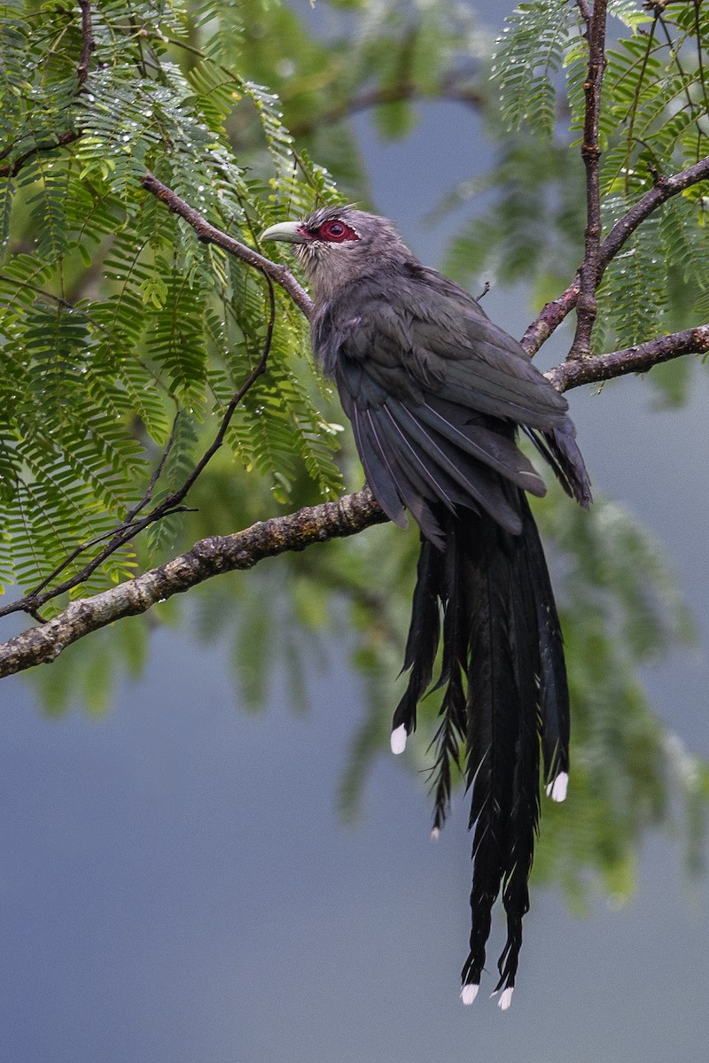 Green-billed Malkoha - ML638391311