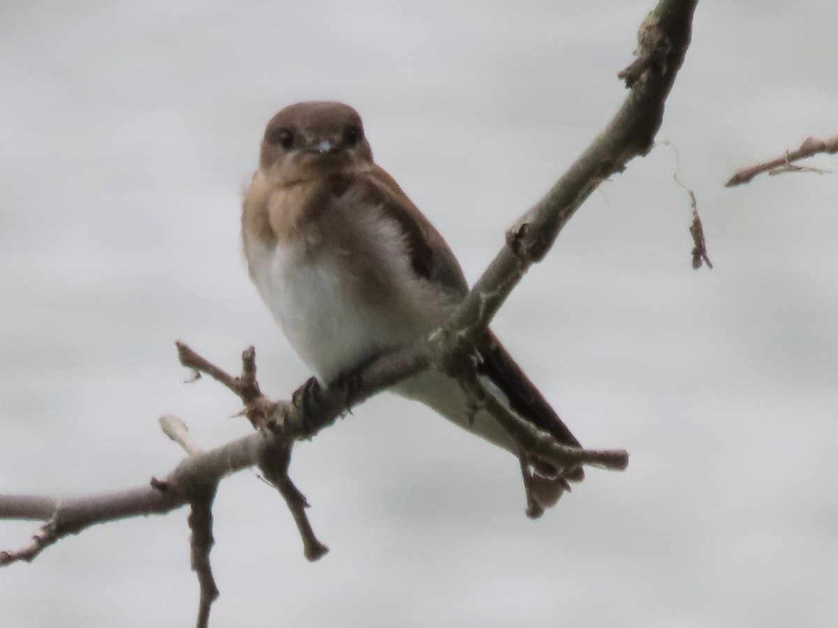 Northern Rough-winged Swallow - ML638391312