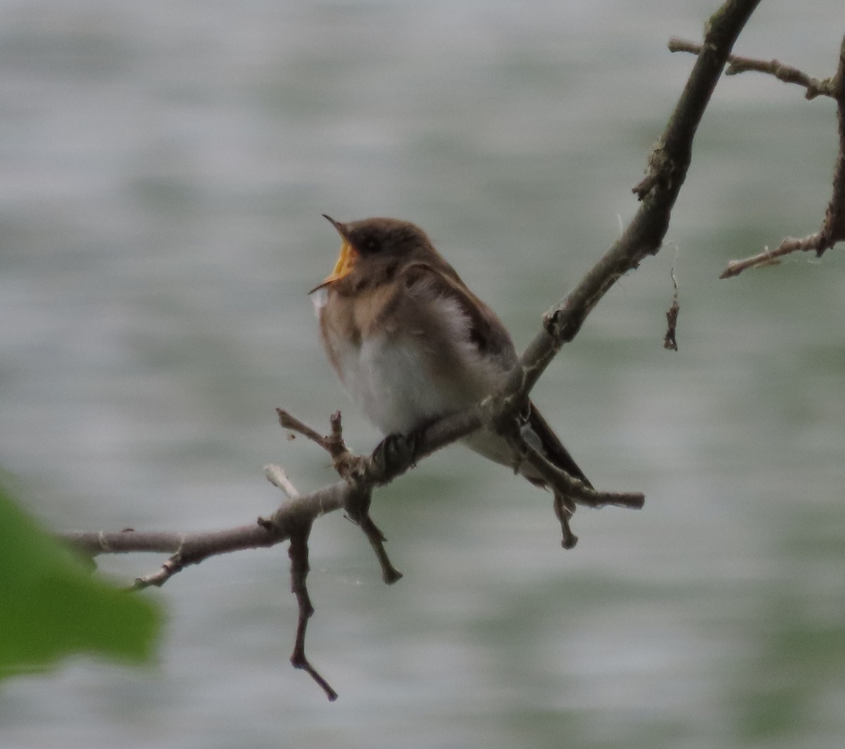 Northern Rough-winged Swallow - ML638391313