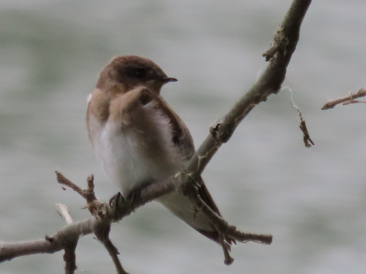 Northern Rough-winged Swallow - ML638391314