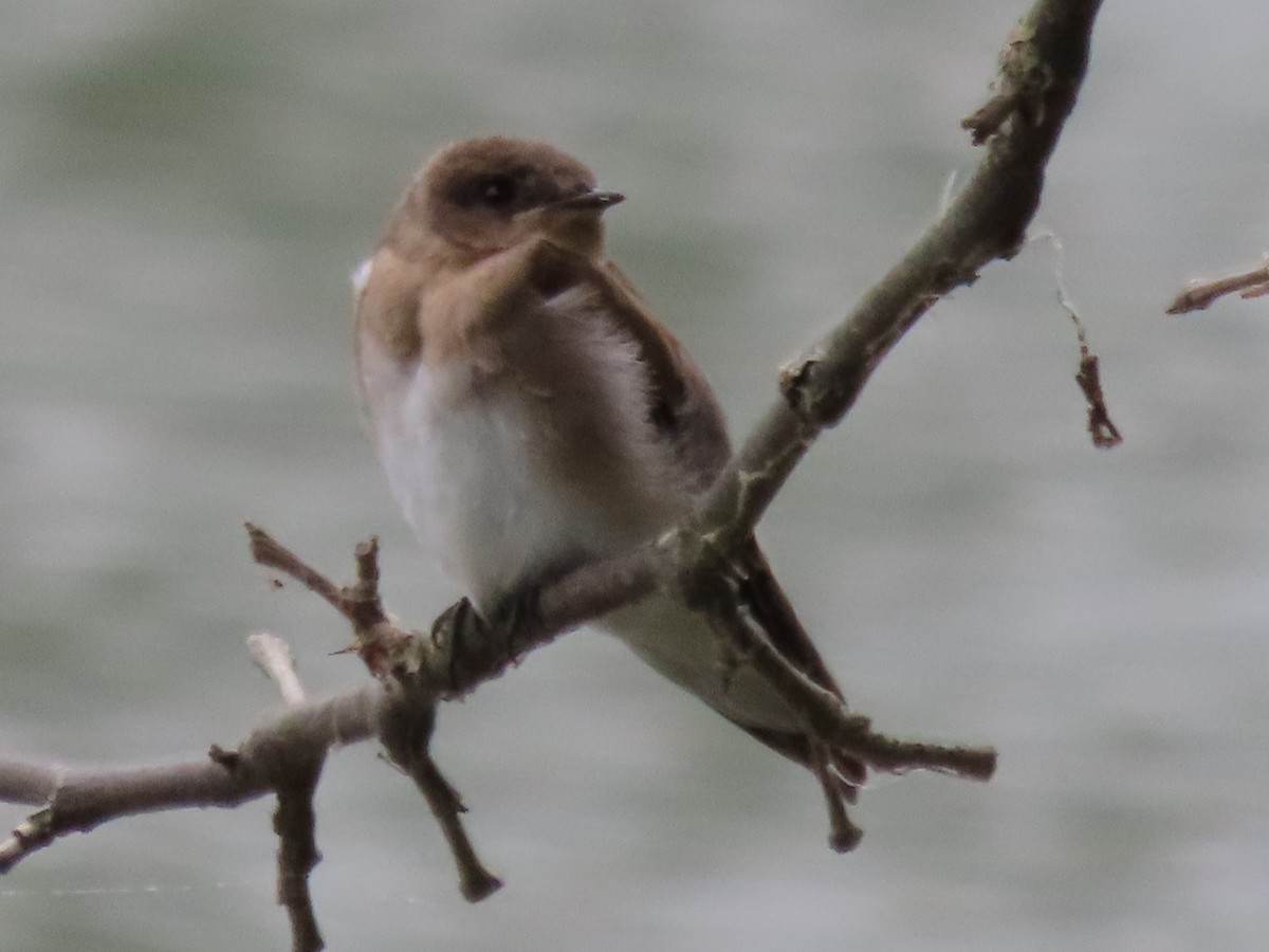 Northern Rough-winged Swallow - ML638391315