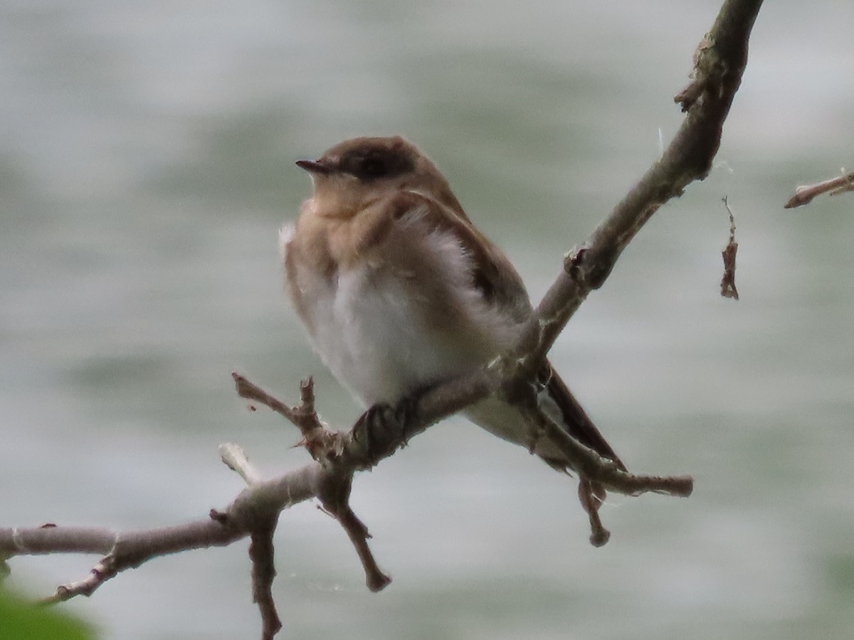 Northern Rough-winged Swallow - ML638391316