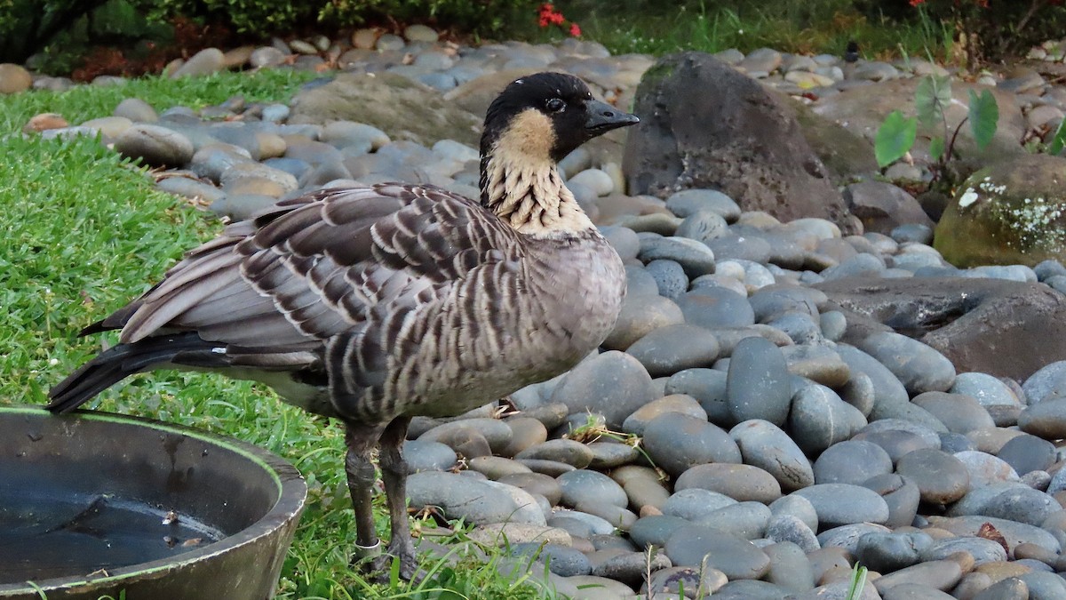 Hawaiian Goose - ML638391331