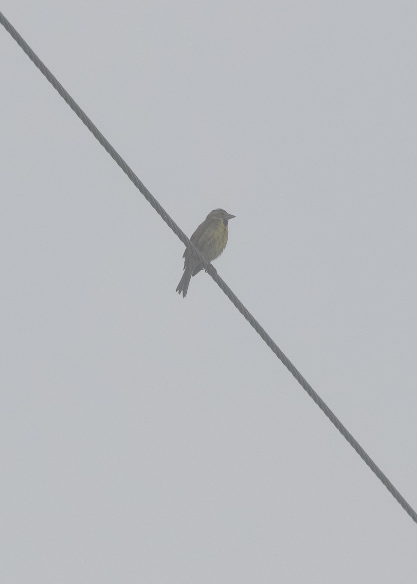 Dickcissel - ML638391332