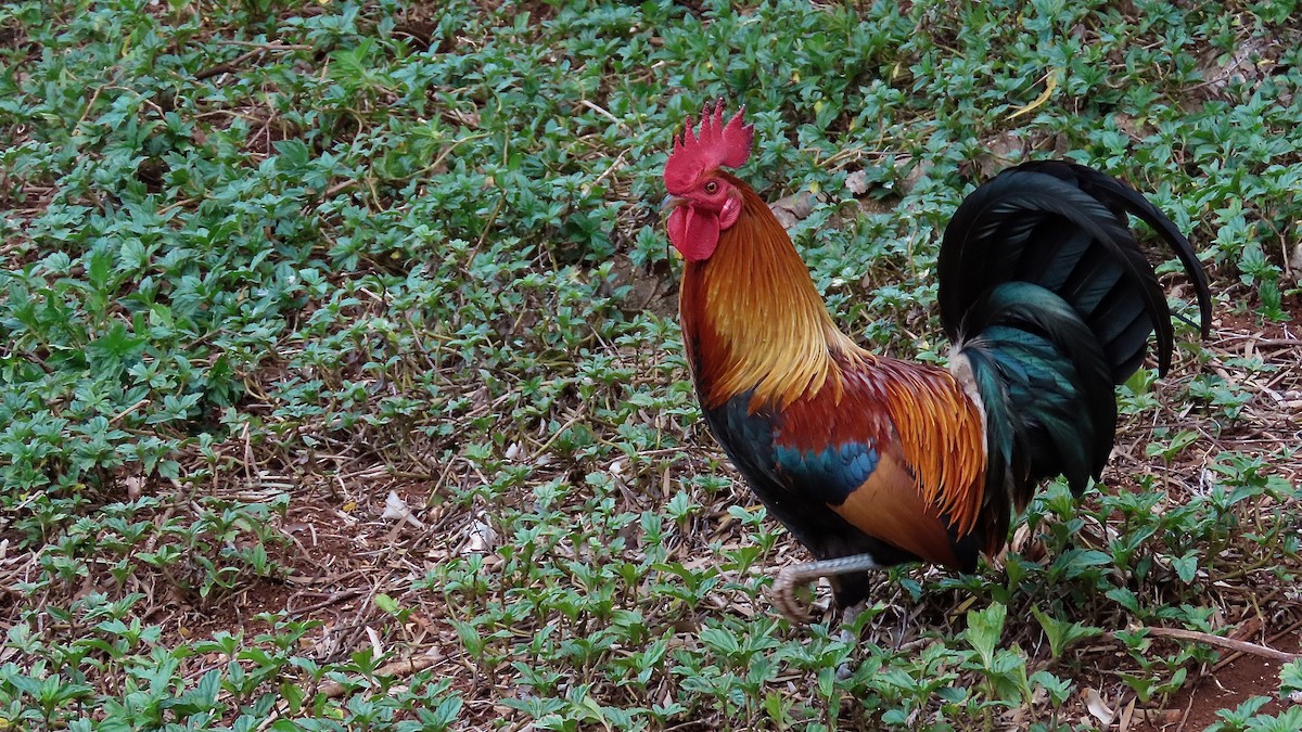 Coq bankiva (forme domestique) - ML638391340