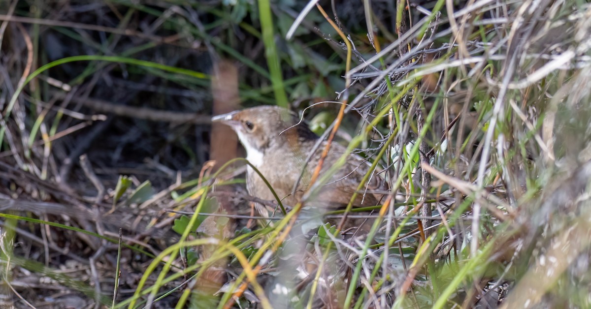 Noisy Scrub-bird - ML638391363
