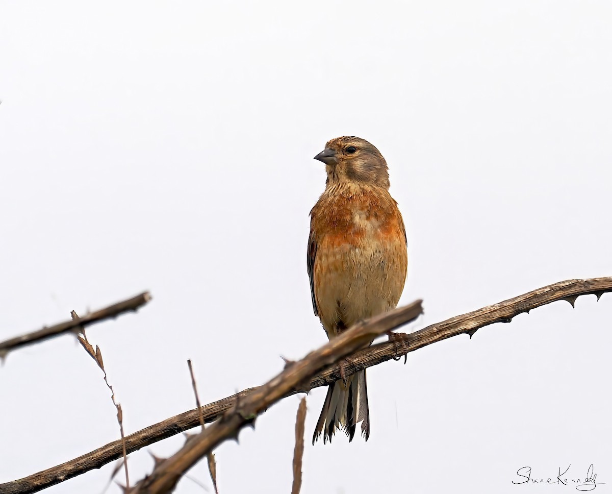 Eurasian Linnet - ML638391364