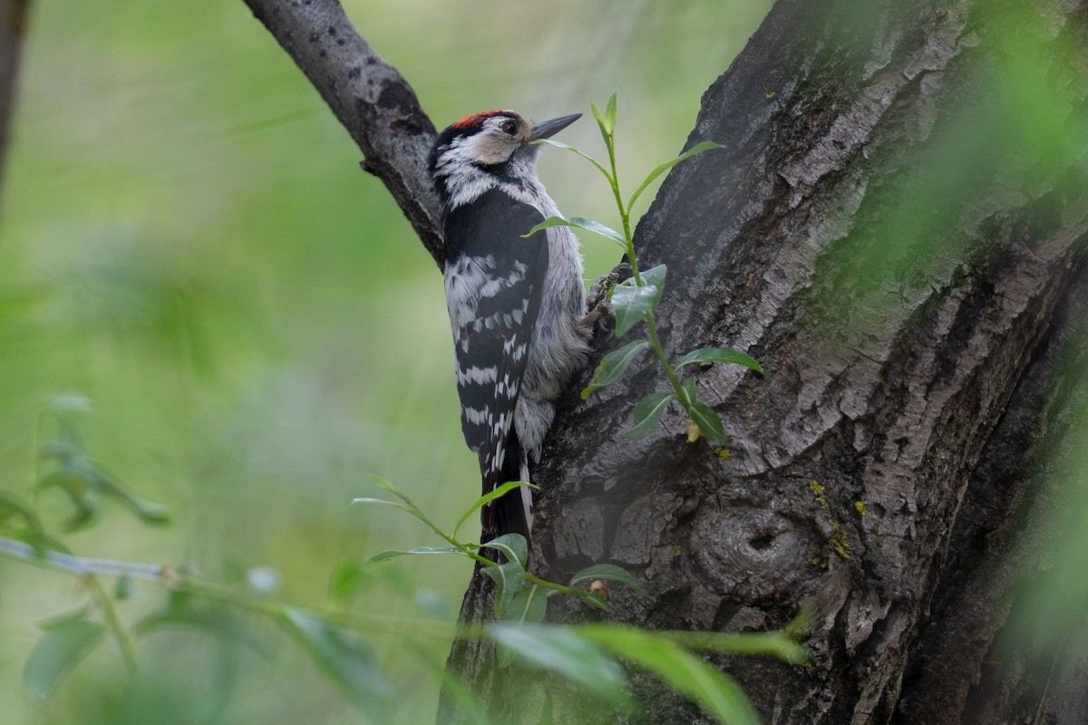 Lesser Spotted Woodpecker - ML638391370