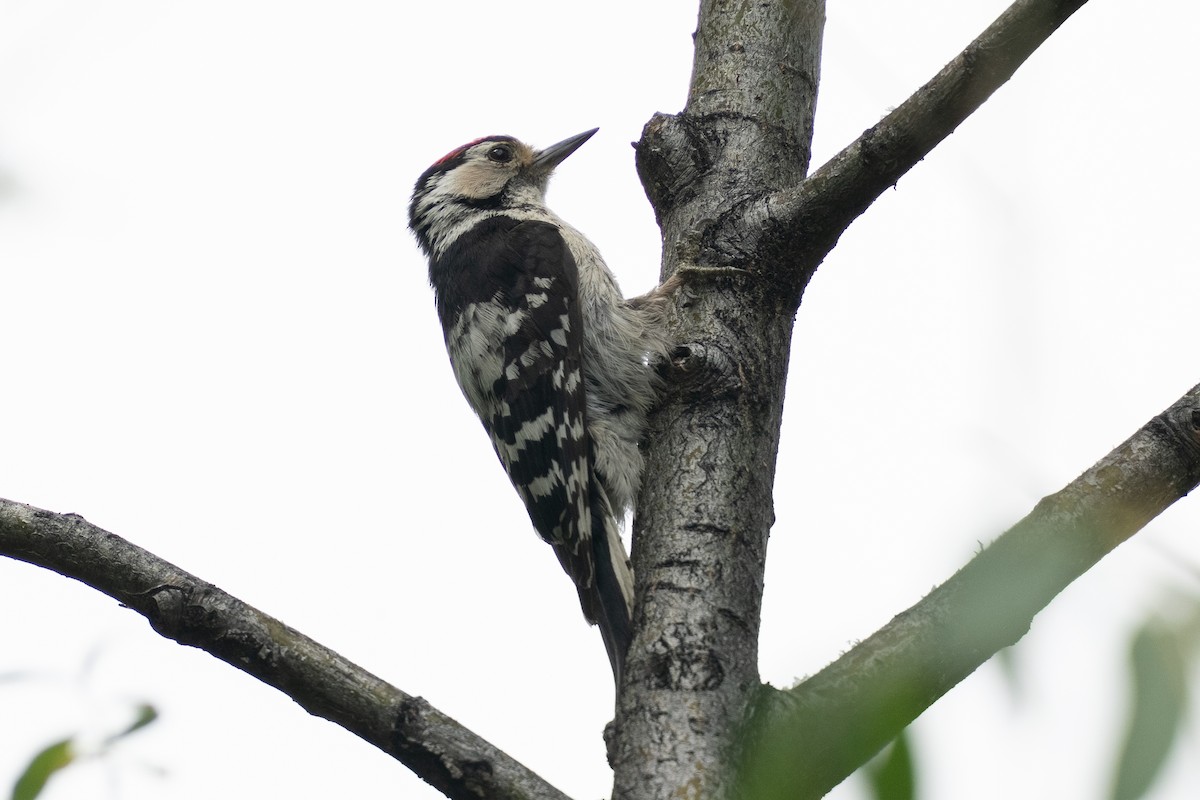 Lesser Spotted Woodpecker - ML638391371
