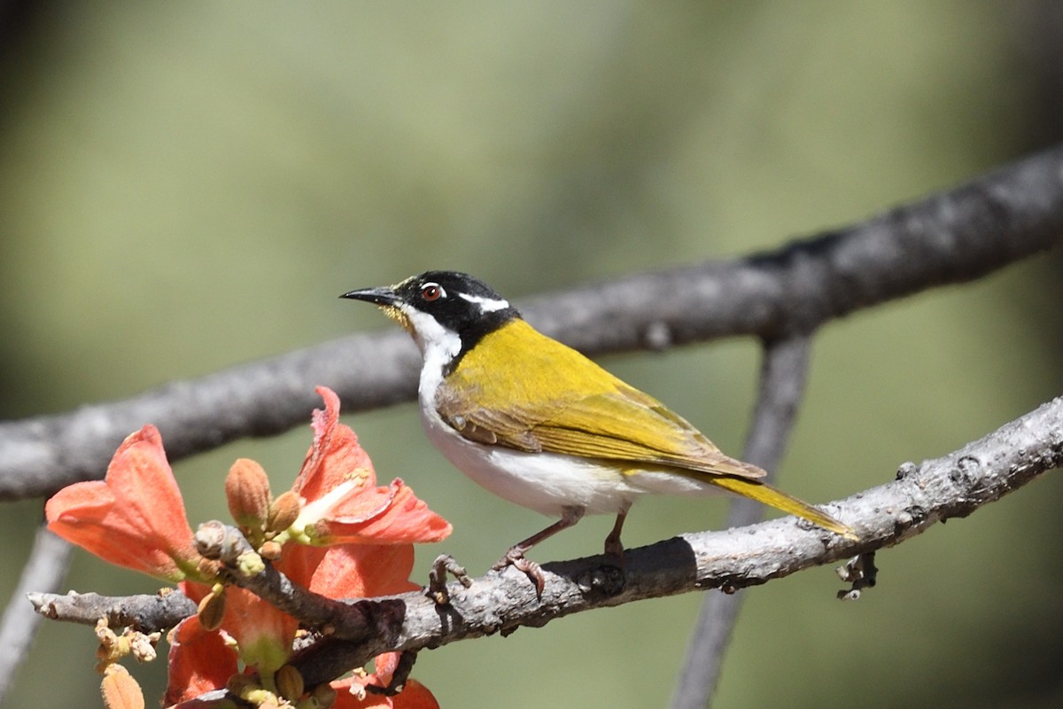 White-throated Honeyeater - ML638391374