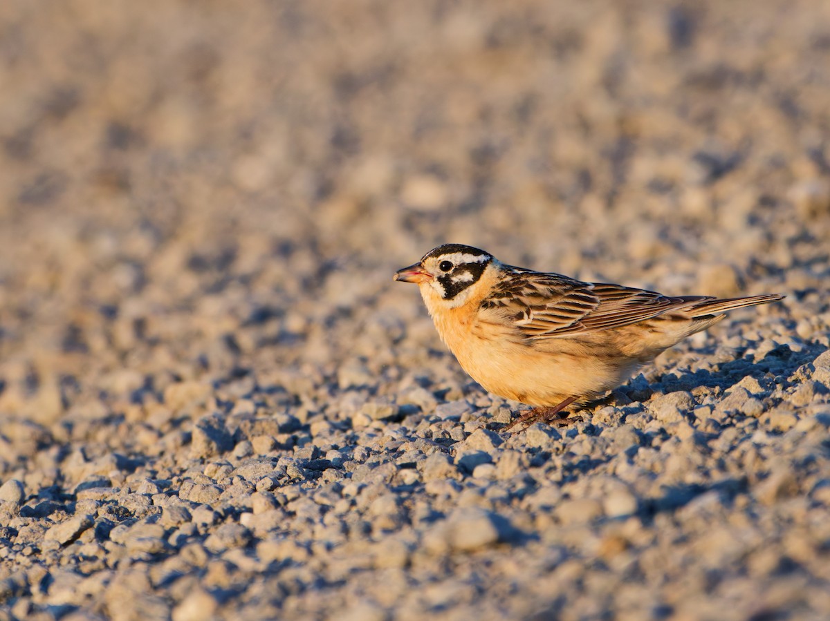 Smith's Longspur - ML638391386