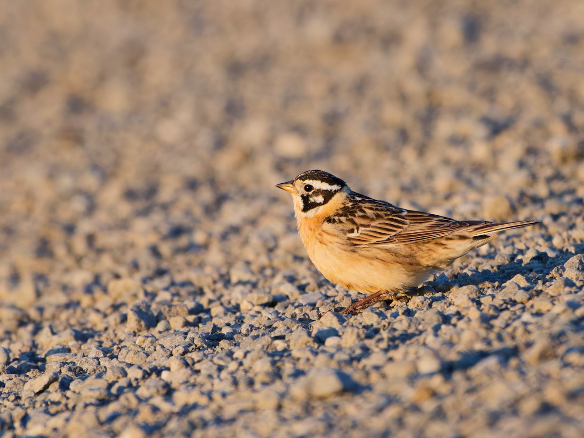 Smith's Longspur - ML638391387