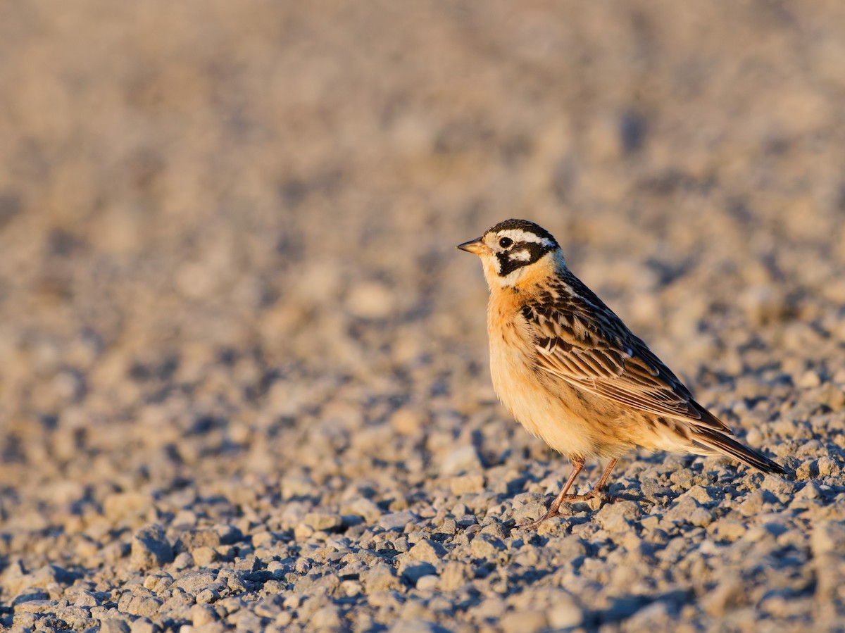 Smith's Longspur - ML638391388