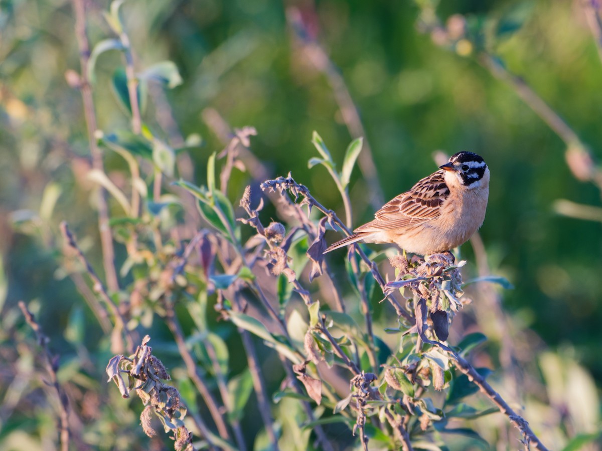 Smith's Longspur - ML638391389