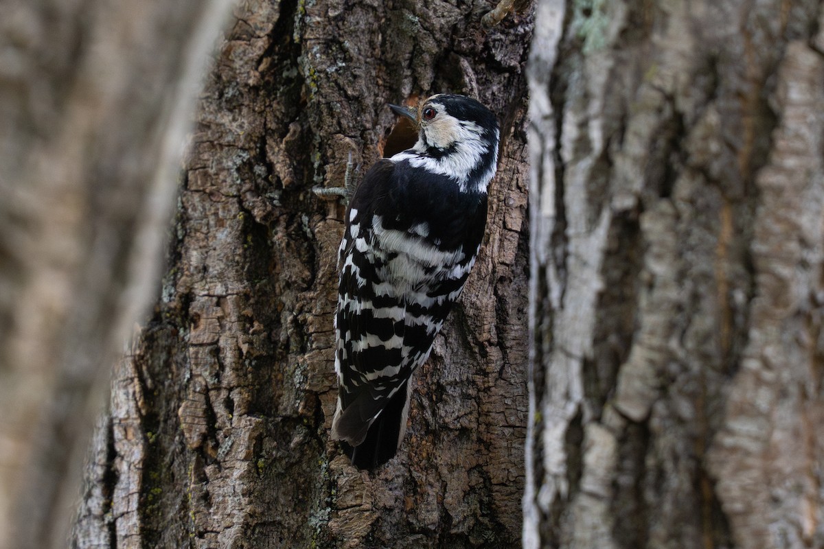 Lesser Spotted Woodpecker - ML638391393