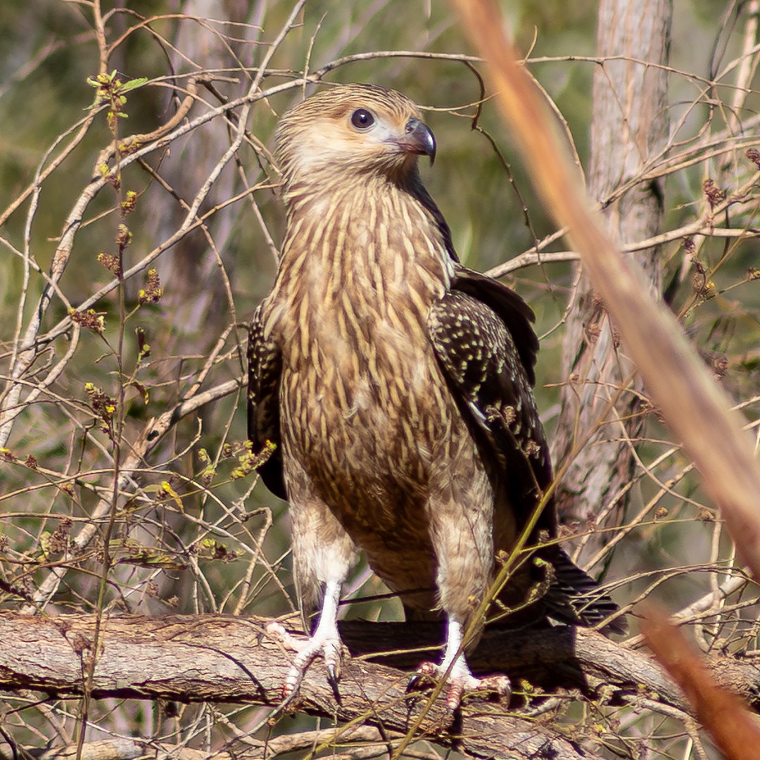 Whistling Kite - ML638391398