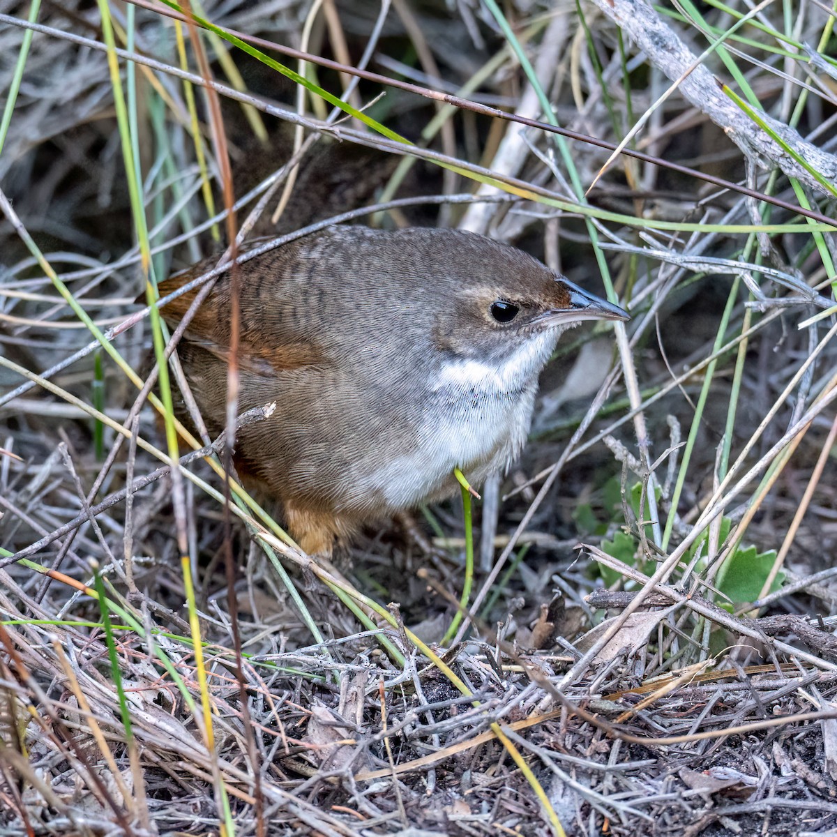 Noisy Scrub-bird - ML638391402